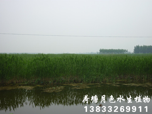 香蕉视频H版20