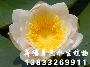 91香蕉视频在线APP种苗荷花种苗香蕉视频H版种2