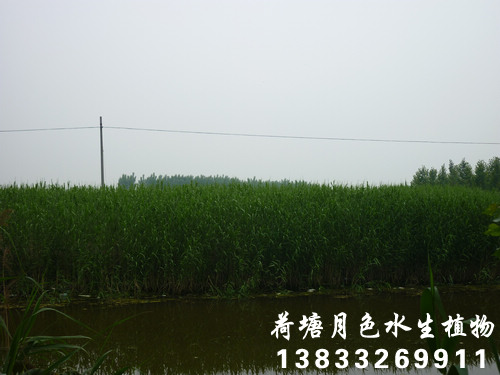 香蕉视频H版21