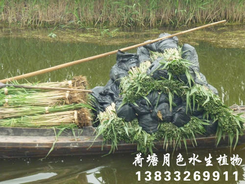 香蕉视频H版17