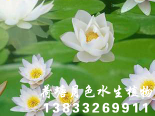 91香蕉视频在线APP种苗荷花种苗香蕉视频H版种苗2