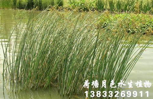香蕉视频H版5