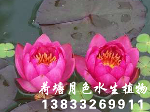 91香蕉视频在线APP种苗3