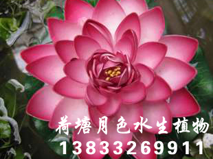 91香蕉视频在线APP种苗2