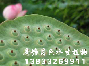 91香蕉视频在线APP种苗荷花种苗香蕉视频H版种