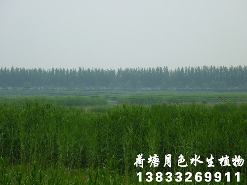 香蕉视频H版6