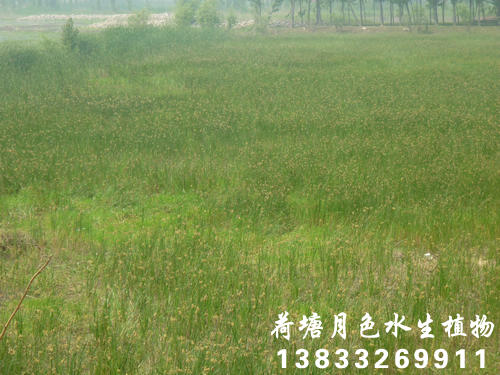 香蕉视频H版37
