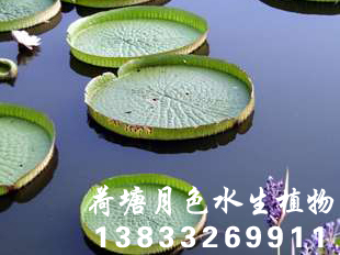 91香蕉视频在线APP种苗荷花种苗香蕉视频H版种苗