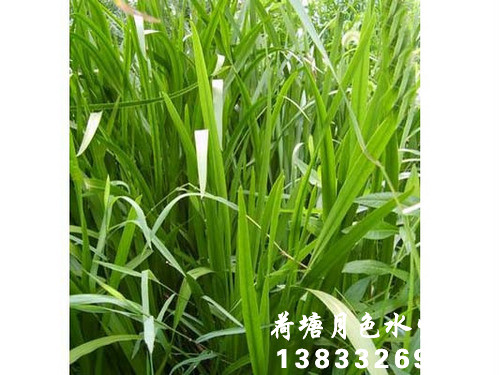 香蕉视频H版苗1