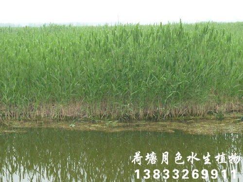 香蕉视频H版16