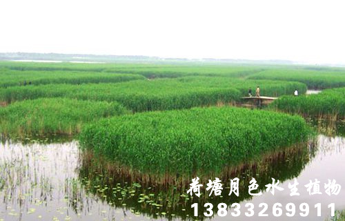 香蕉视频H版4