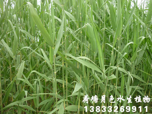 香蕉视频H版15