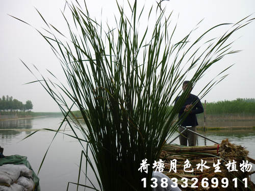 香蕉视频H版22