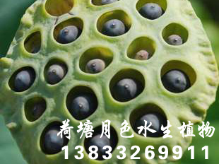 91香蕉视频在线APP种苗