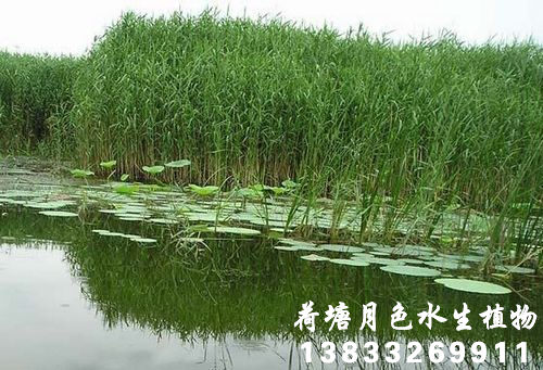 香蕉视频H版2