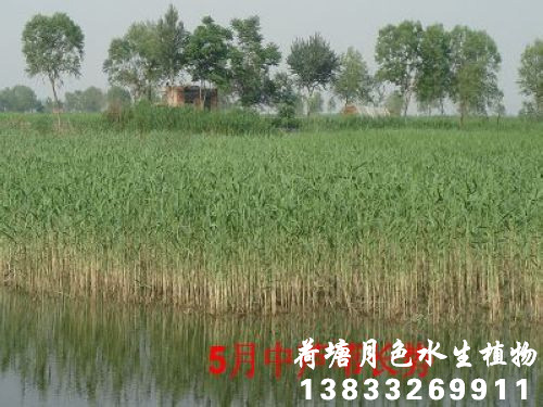 五月中的香蕉视频H版