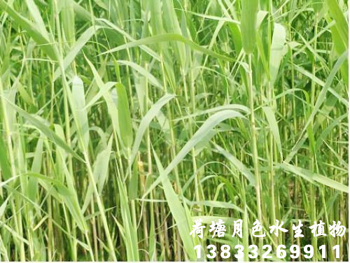 香蕉视频H版苗