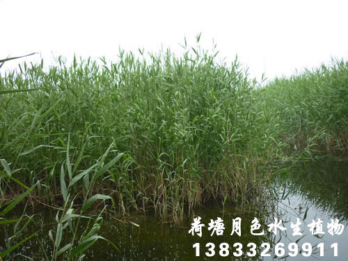香蕉视频H版13