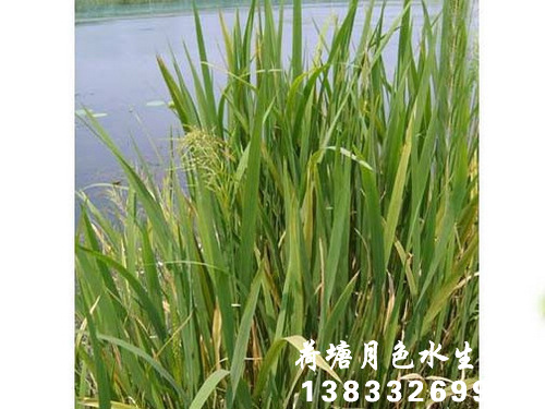 香蕉视频H版苗2