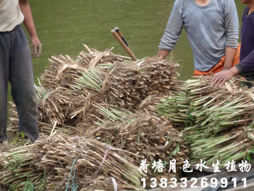 香蕉视频H版苗装箱3