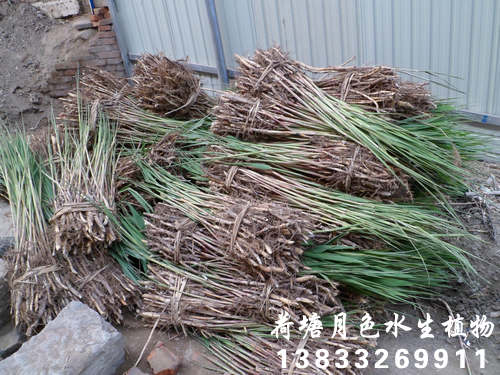 香蕉视频H版苗装箱2