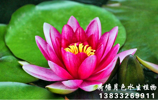 天红91香蕉视频在线APP1