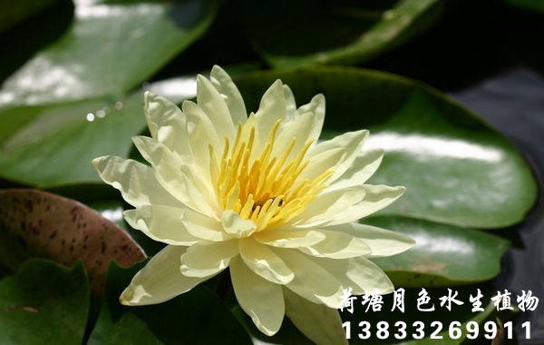 黄91香蕉视频在线APP
