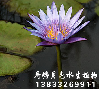 延药91香蕉视频在线APP