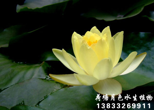 墨西哥黄91香蕉视频在线APP