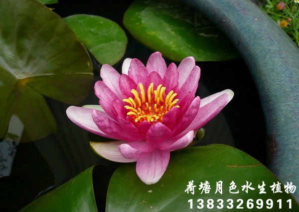天红91香蕉视频在线APP