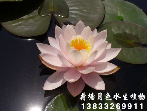 柔毛齿叶91香蕉视频在线APP