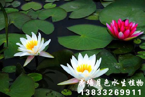 91香蕉视频在线APP