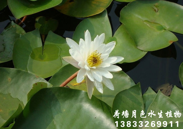 白91香蕉视频在线APP